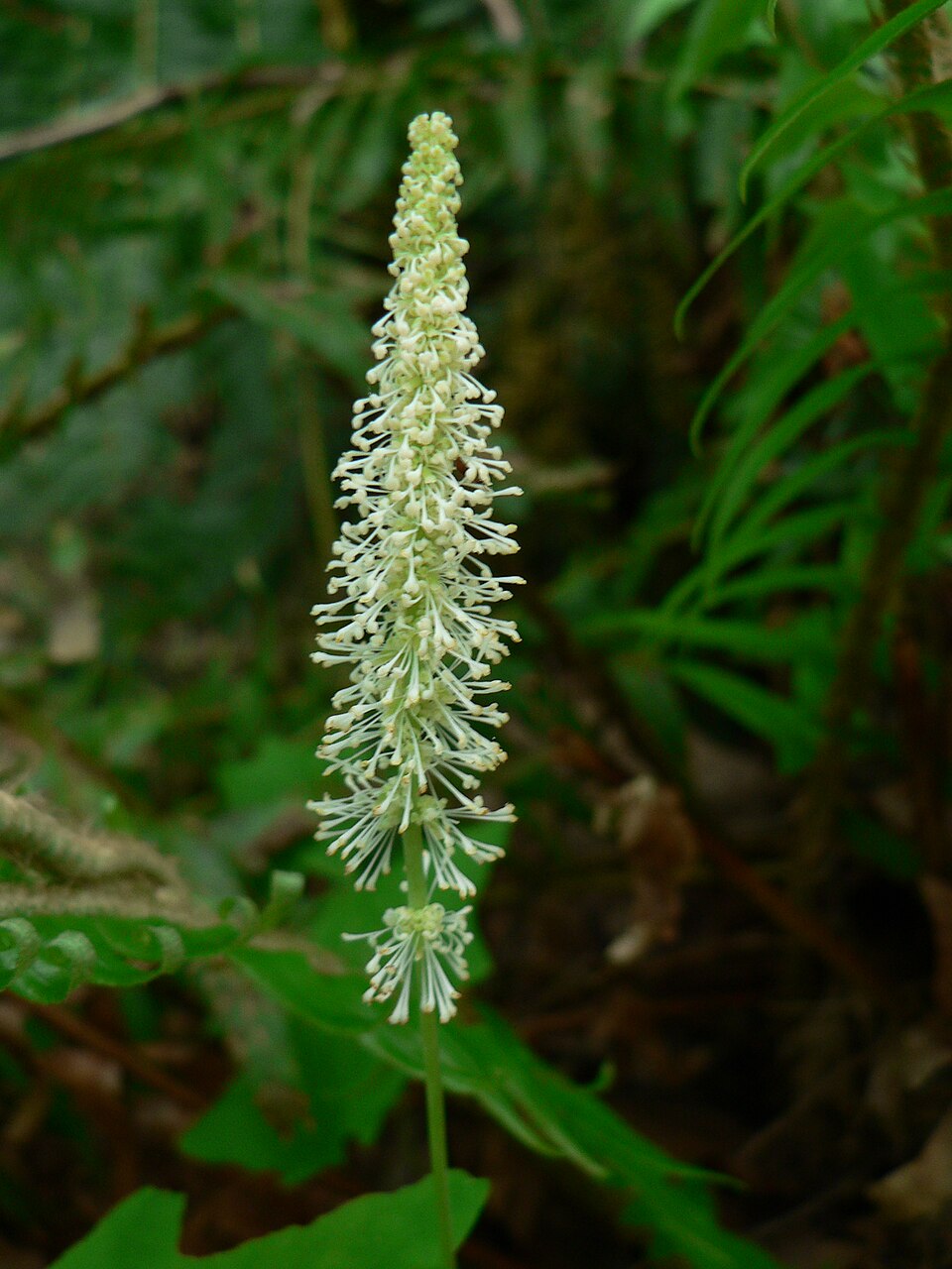 Achlys triphylla (vanilla-leaf) (alternate view 9)