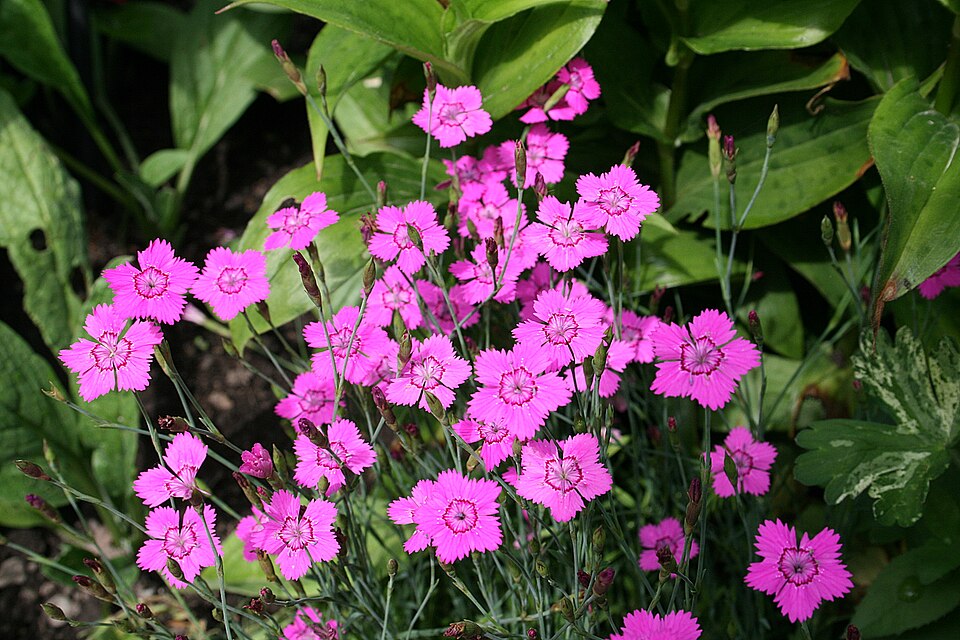 Dianthus deltoides (alternate view 10)