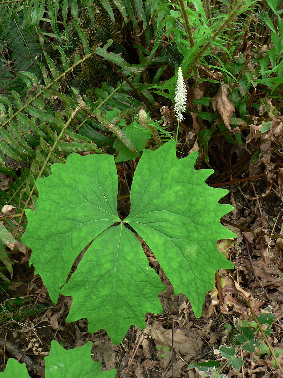 Achlys triphylla (vanilla-leaf) (alternate view 10)