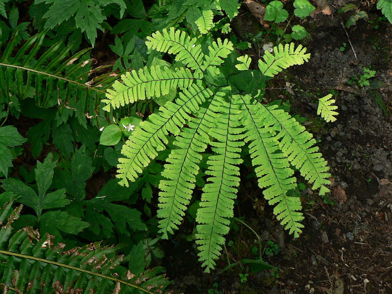 Adiantum (Maidenhair Fern)