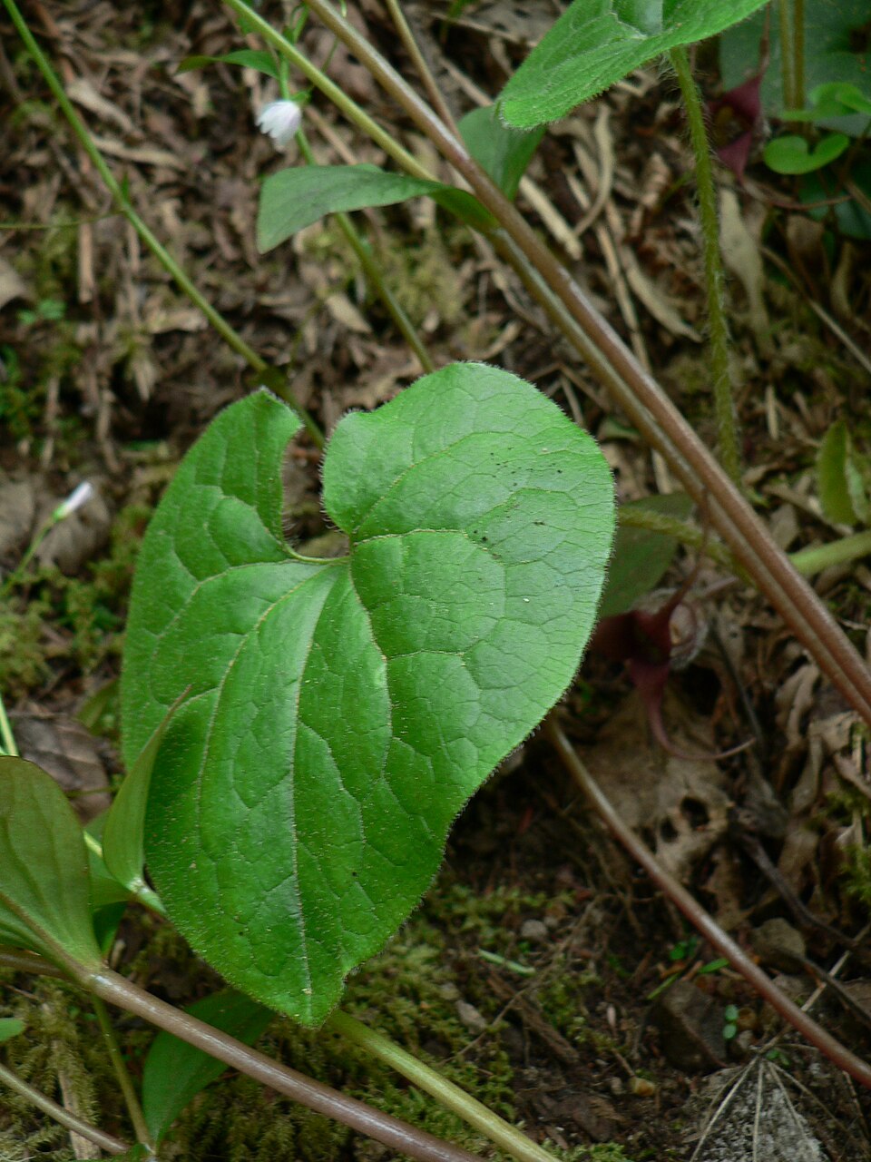 Asarum caudatum (Wild Ginger) (alternate view 8)