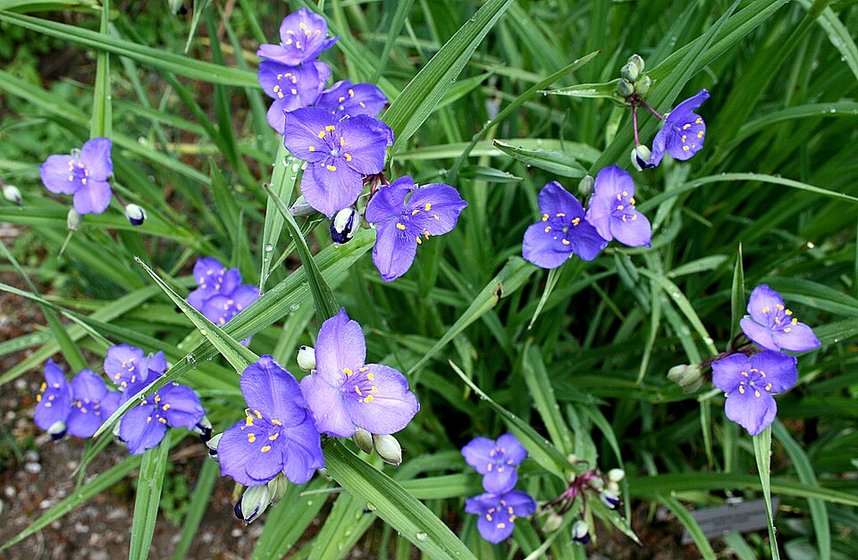 Tradescantia occidentalis (Western Spiderwort) (alternate view 4)