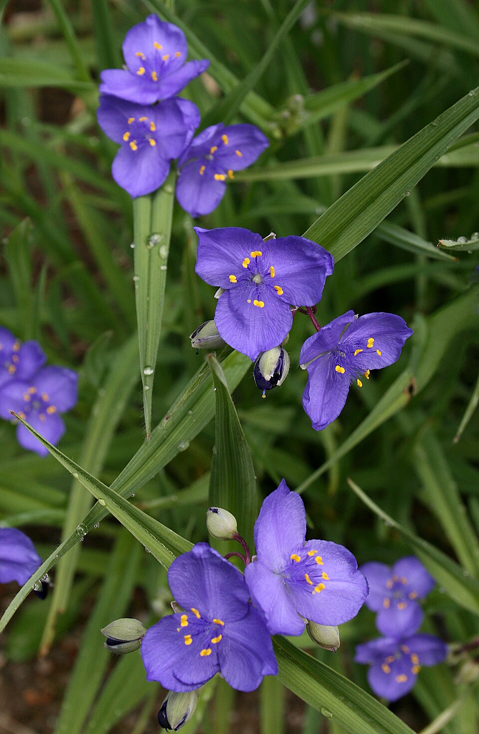 Tradescantia occidentalis (Western Spiderwort) (alternate view 5)