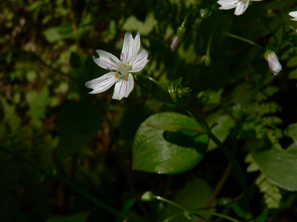 Claytonia sibirica (Siberian miner's-lettuce) (alternate view 6)