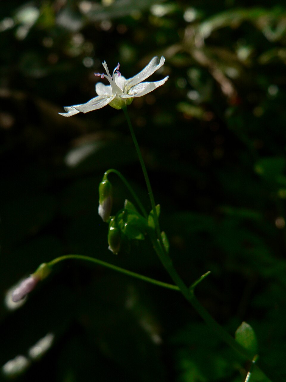 Claytonia sibirica (Siberian miner's-lettuce) (alternate view 7)