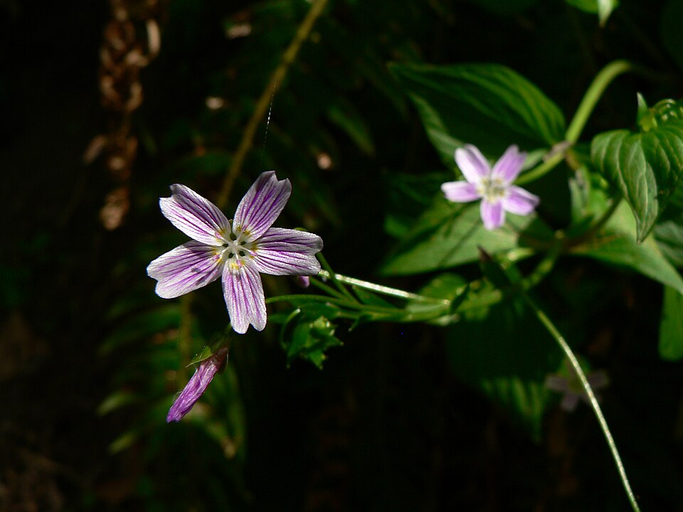 Claytonia sibirica (Siberian miner's-lettuce) (alternate view 8)