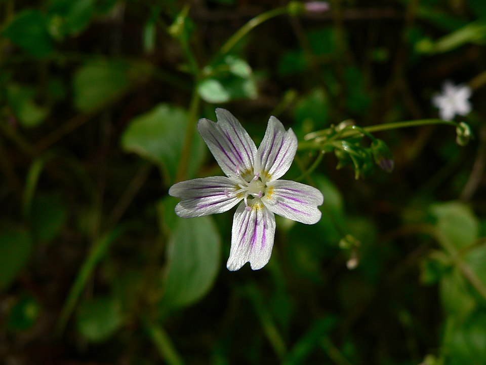 Claytonia sibirica (Siberian miner's-lettuce) (alternate view 9)