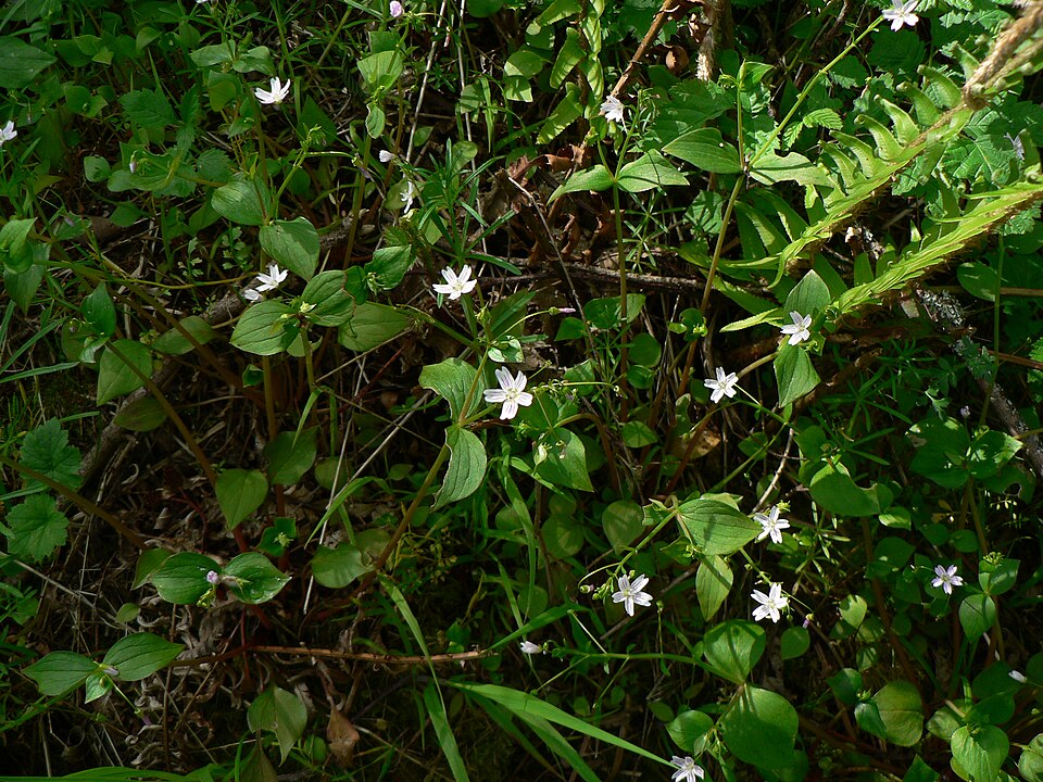 Claytonia sibirica (Siberian miner's-lettuce) (alternate view 10)
