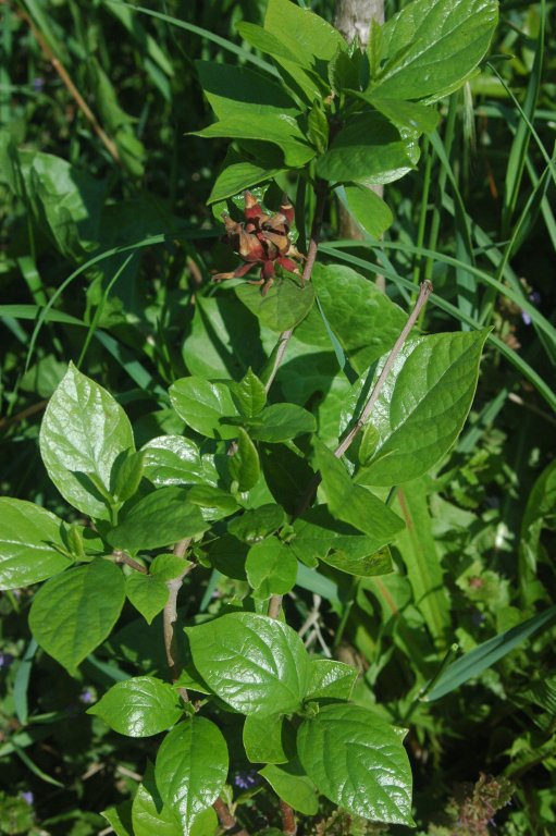 Calycanthus floridus (Carolina sweetshrub) (alternate view 8)