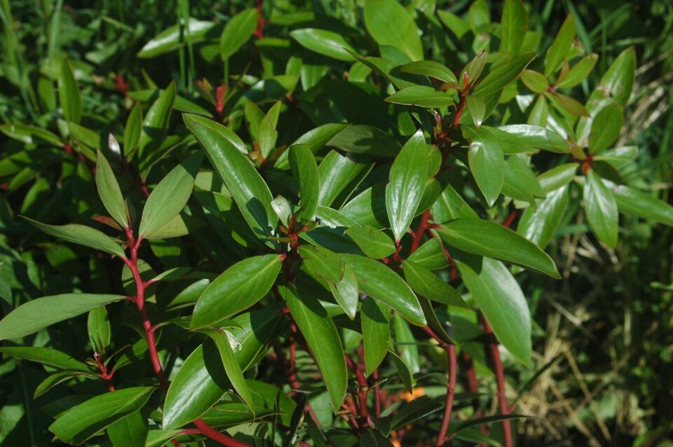 Tasmannia lanceolata (Mountain Pepper) (alternate view 6)