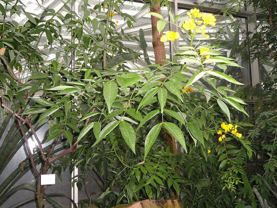 Senna septemtrionalis (Arsenic Bush) (alternate view 10)
