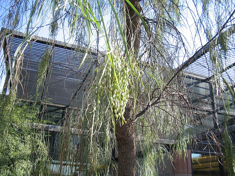 Acacia stenophylla (alternate view 4)