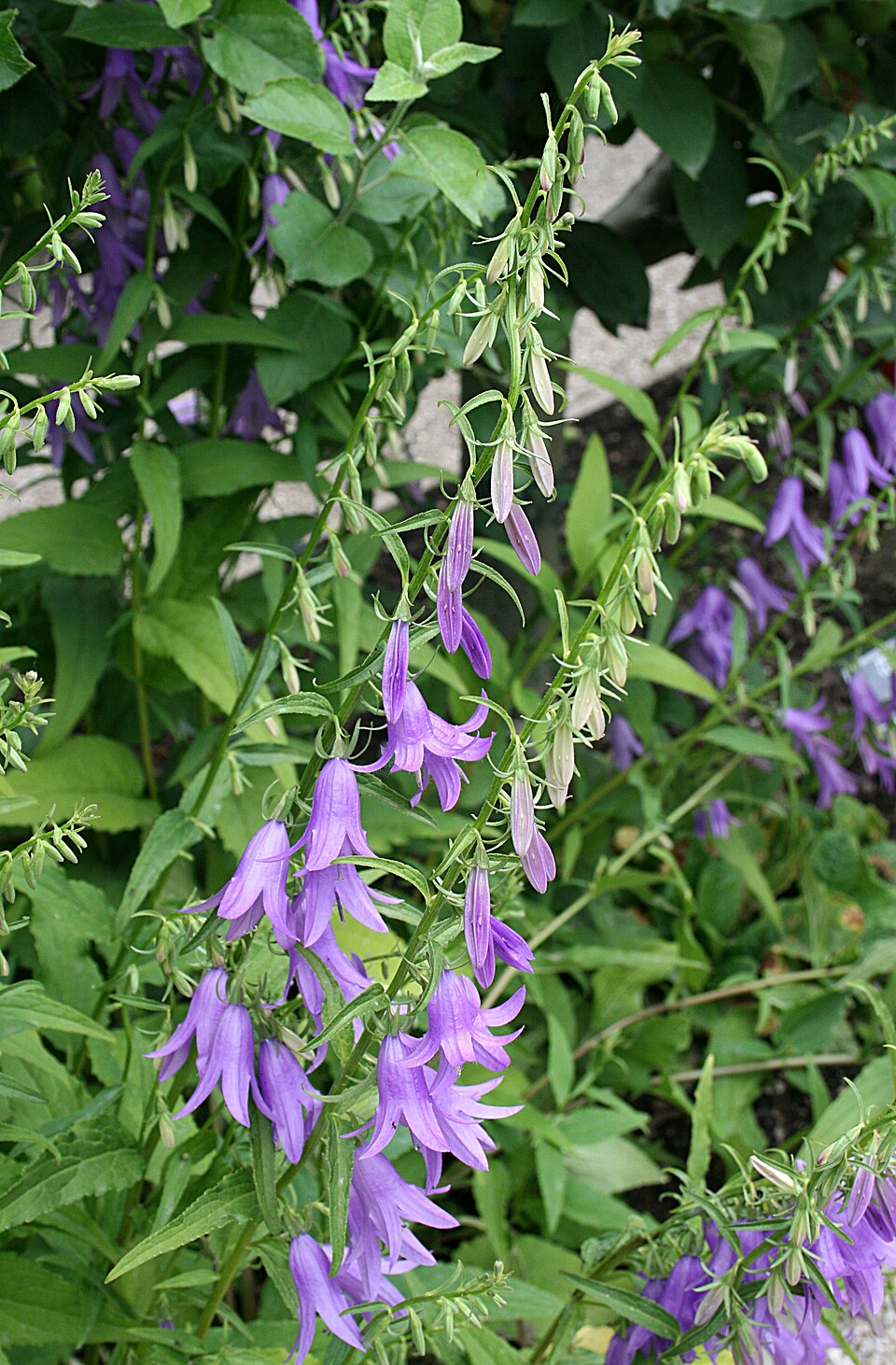 Campanula rapunculoides (Creeping Bellflower)