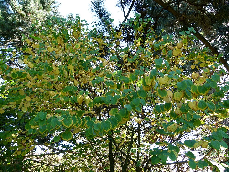 Cercidiphyllum japonicum (katsura) (alternate view 4)