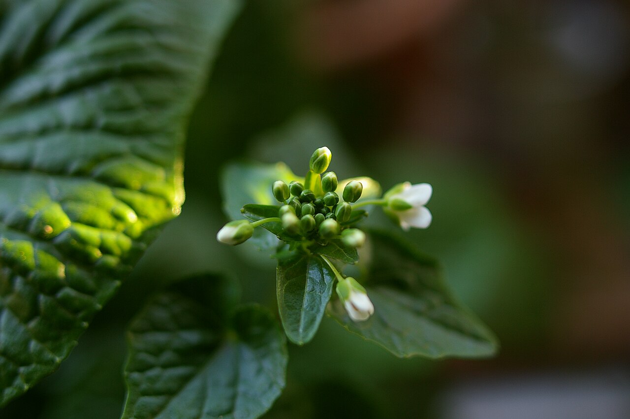 Eutrema japonicum, Wasabi — clumping semi-evergreen (Brassicaceae) (image 2 of 10)