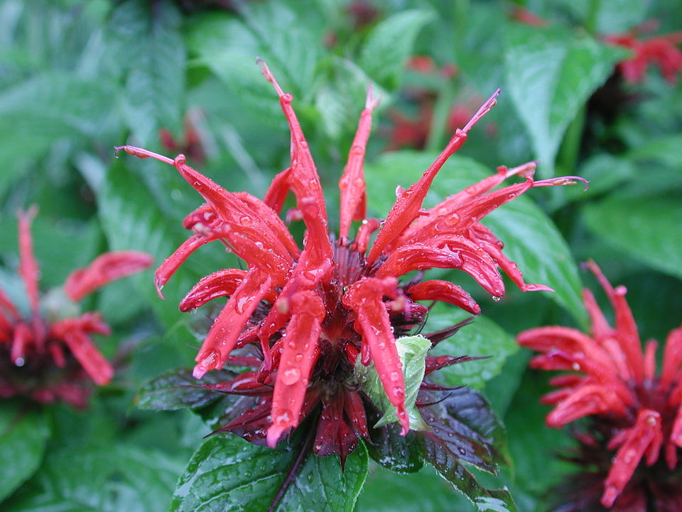 Monarda didyma (Bee Balm) (alternate view 12)