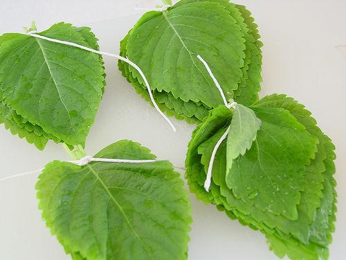 Perilla frutescens (beefsteak plant)