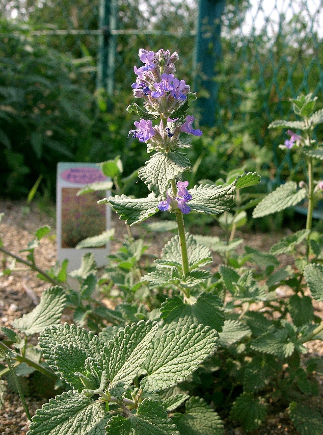 Nepeta faassenii, Catmint — mounding deciduous (Lamiaceae) (image 7 of 10)