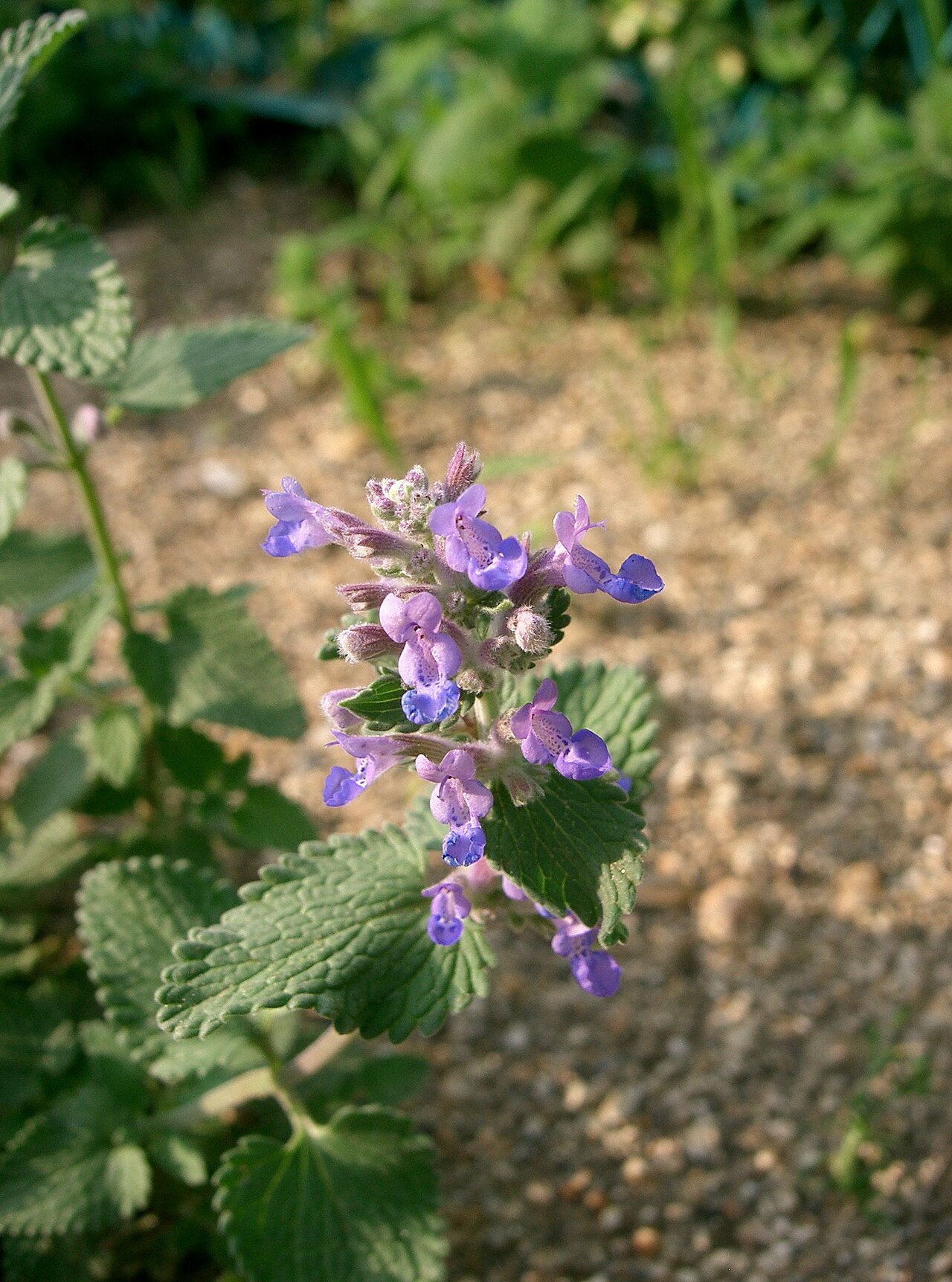 Nepeta faassenii, Catmint — mounding deciduous (Lamiaceae) (image 8 of 10)