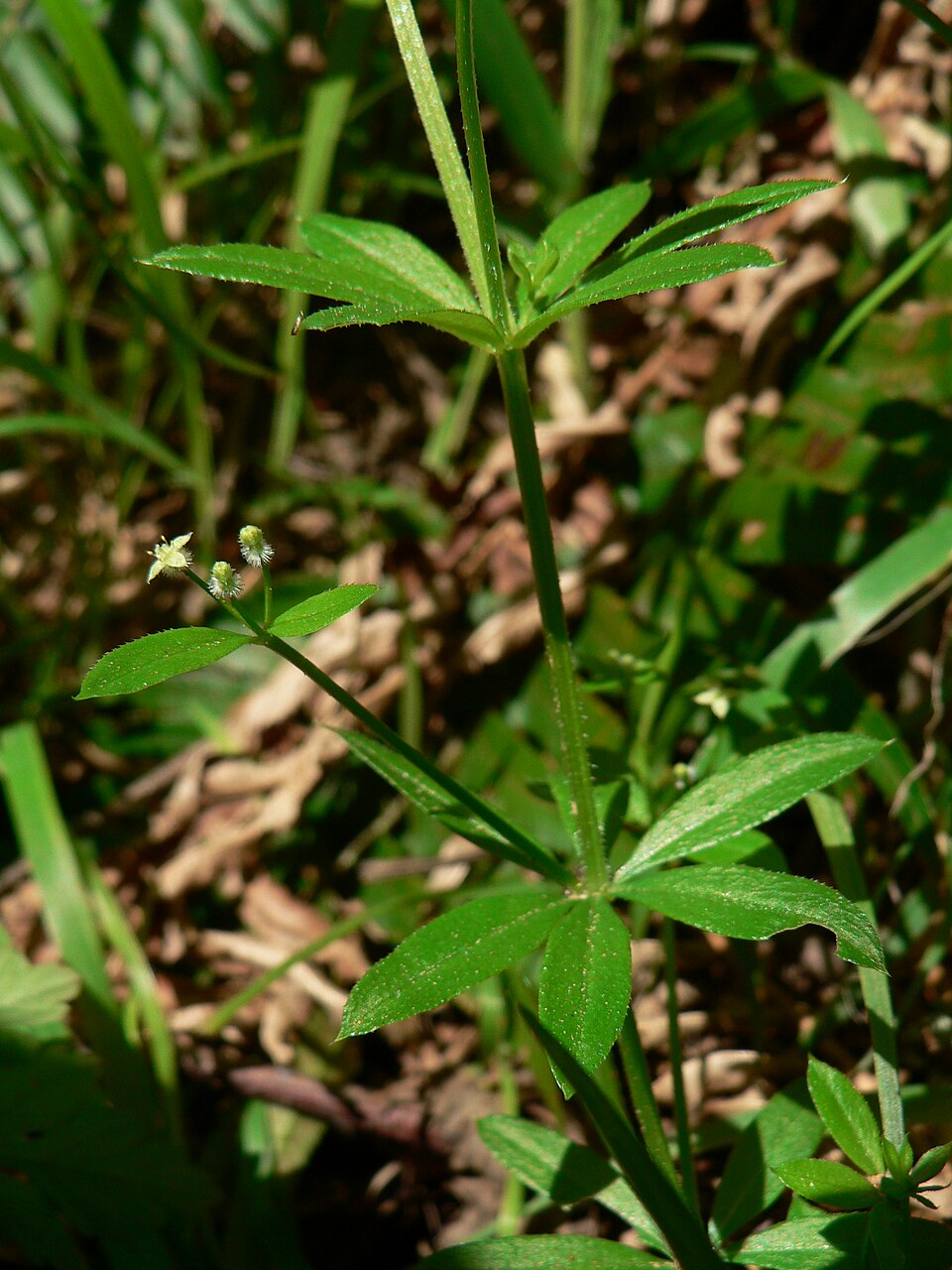 Galium triflorum (fragrant bedstraw)