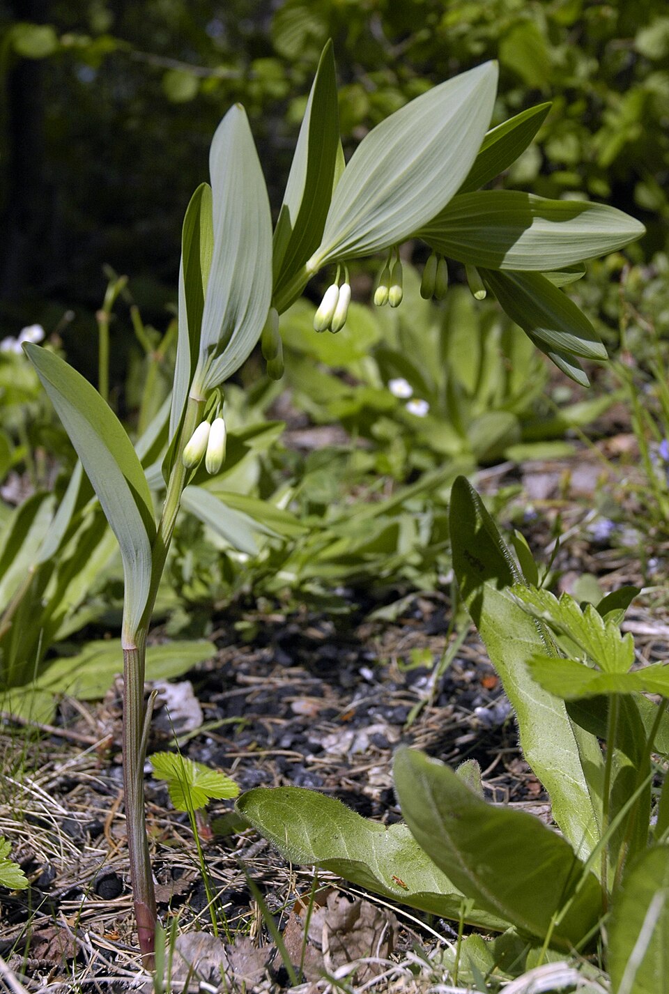 Polygonatum x hybridum (alternate view 6)
