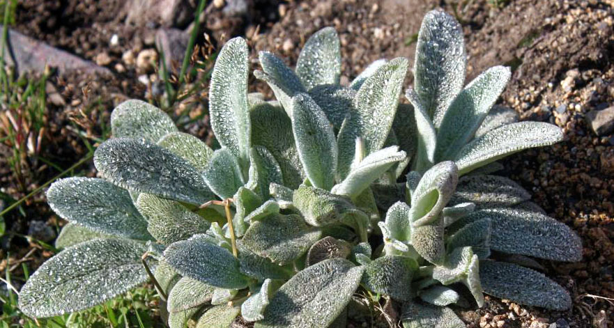 Stachys byzantina (lamb's ears) (alternate view 12)