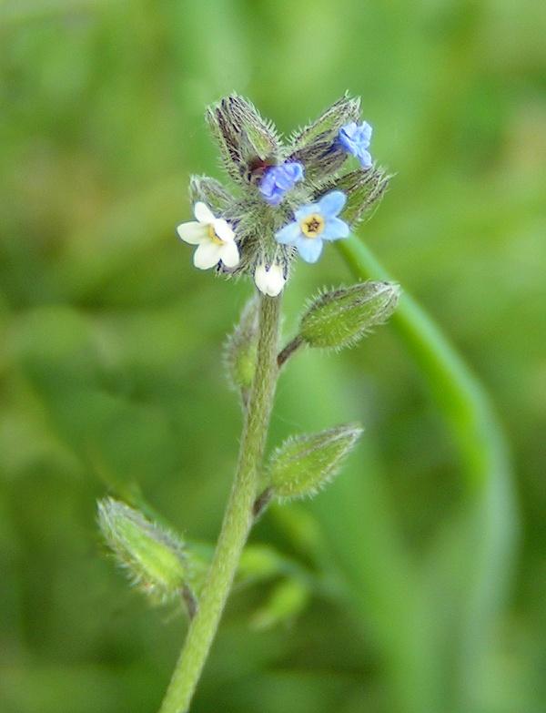 Myosotis discolor (Changing Forget-me-not)