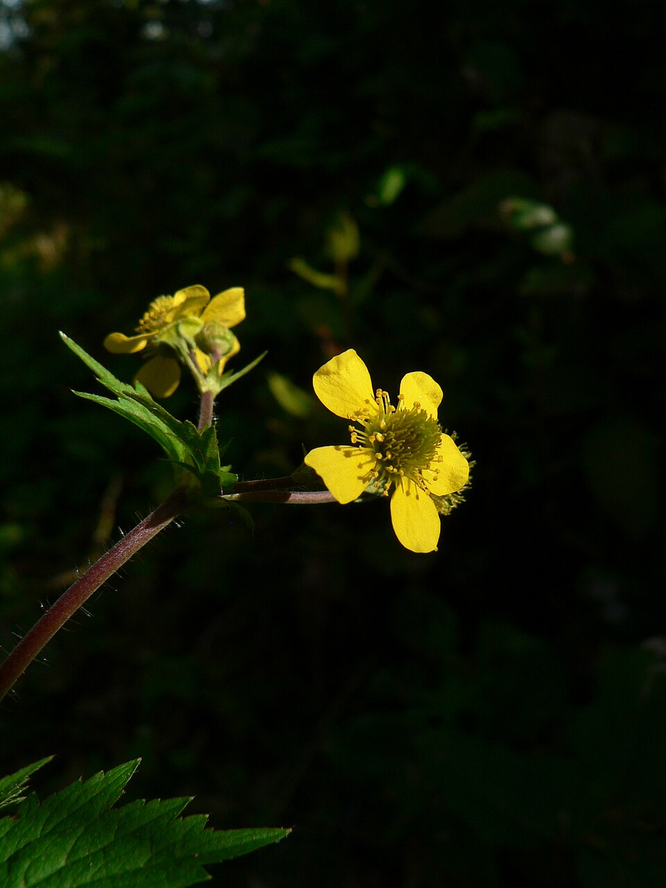 Geum macrophyllum (large-leaved avens)
