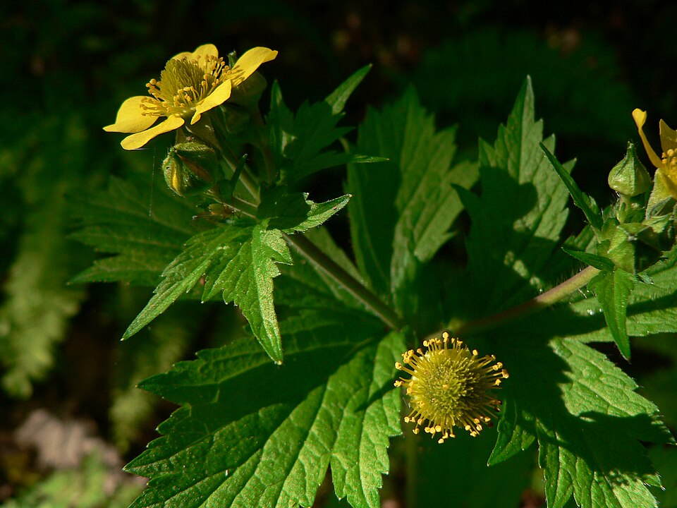 Geum macrophyllum (large-leaved avens)