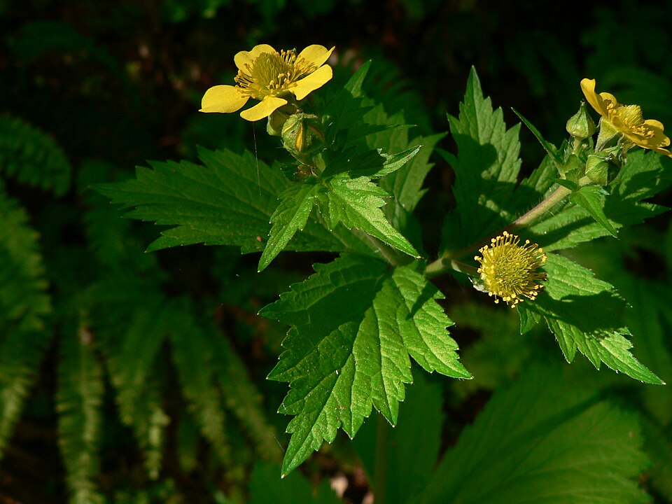 Geum macrophyllum (large-leaved avens)