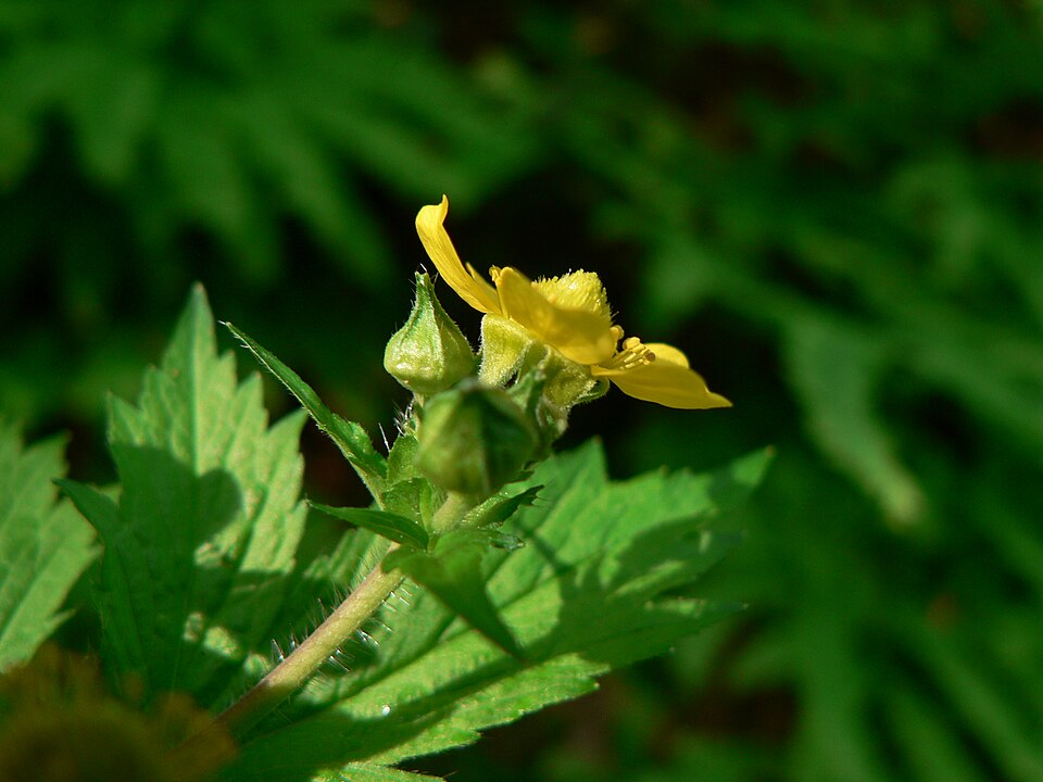 Geum macrophyllum (large-leaved avens)