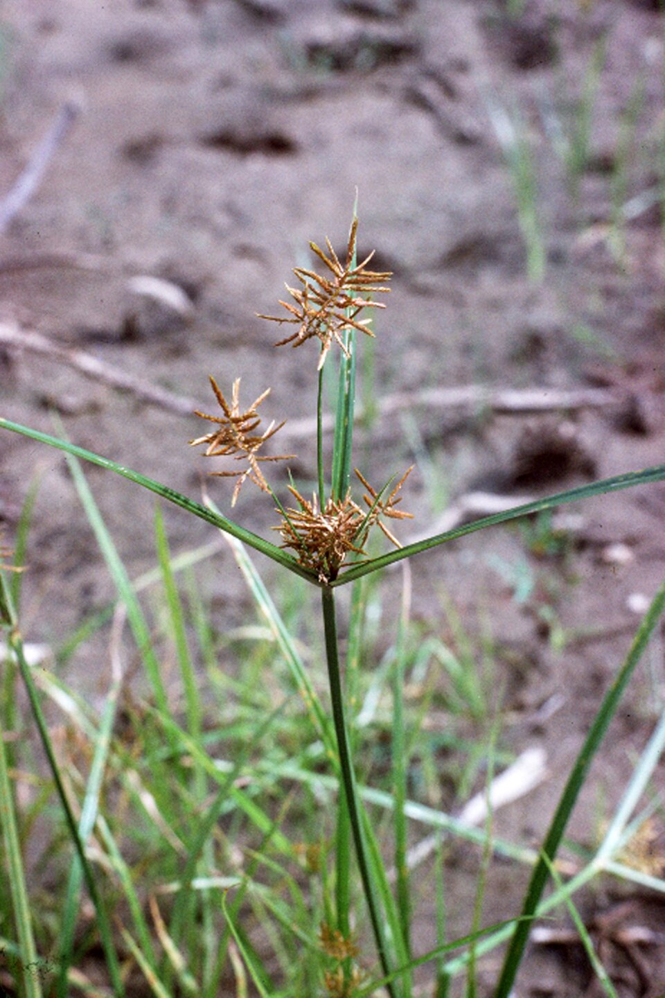 Cyperus odoratus (Fragrant flatsedge) (alternate view 9)
