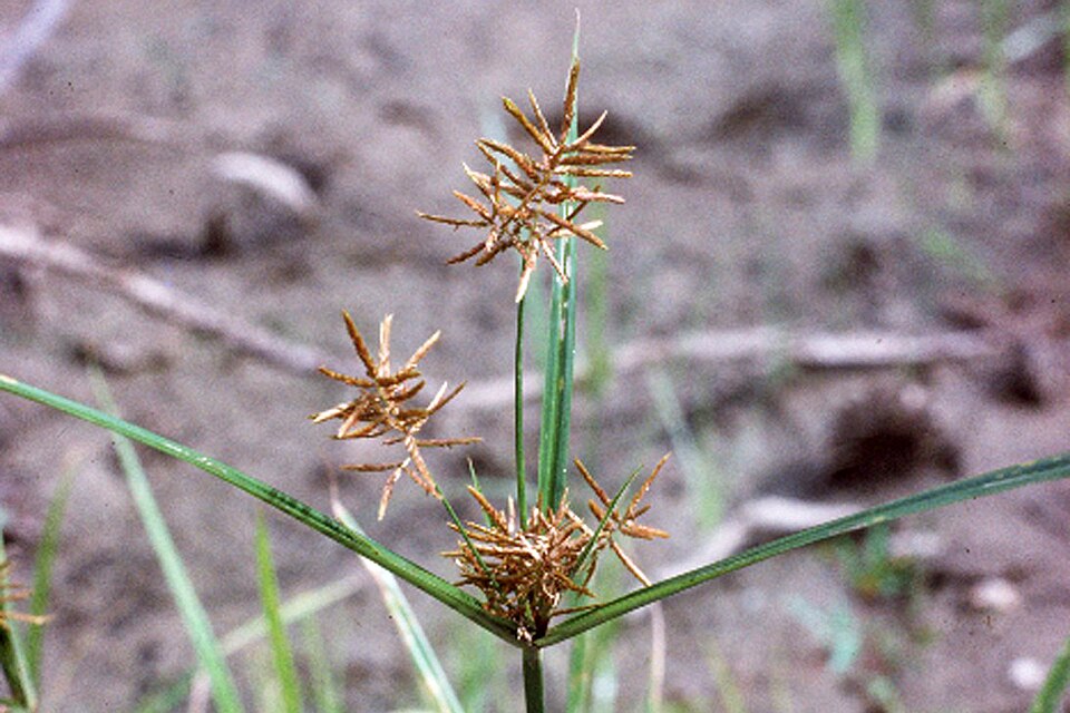 Cyperus odoratus (Fragrant flatsedge) (alternate view 10)