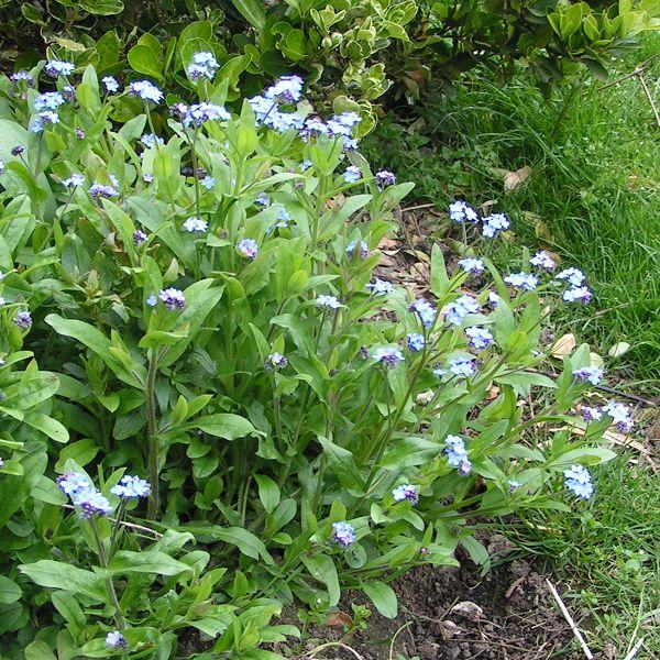 Myosotis sylvatica (forget-me-not)