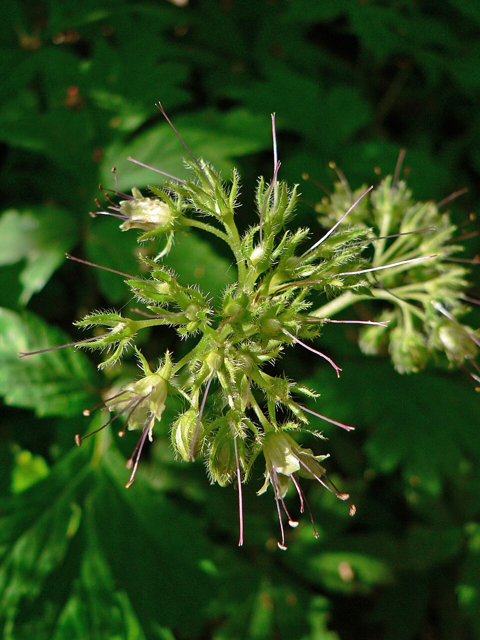 Hydrophyllum tenuipes (Pacific waterleaf) (alternate view 7)