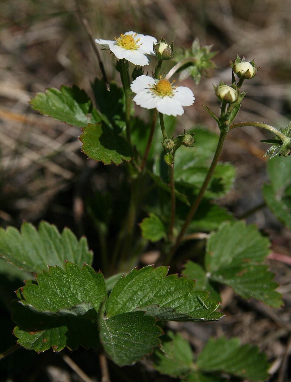 Fragaria vesca (Woodland Strawberry) (alternate view 11)