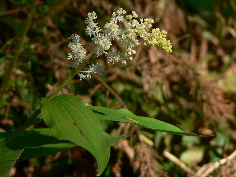 Maianthemum racemosum (false Solomon's Seal) (alternate view 6)