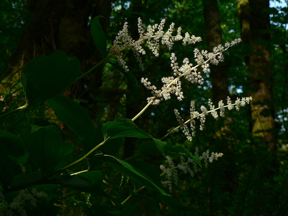 Maianthemum racemosum (false Solomon's Seal) (alternate view 7)