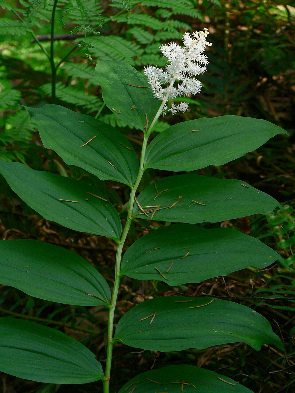 Maianthemum racemosum (false Solomon's Seal) (alternate view 8)