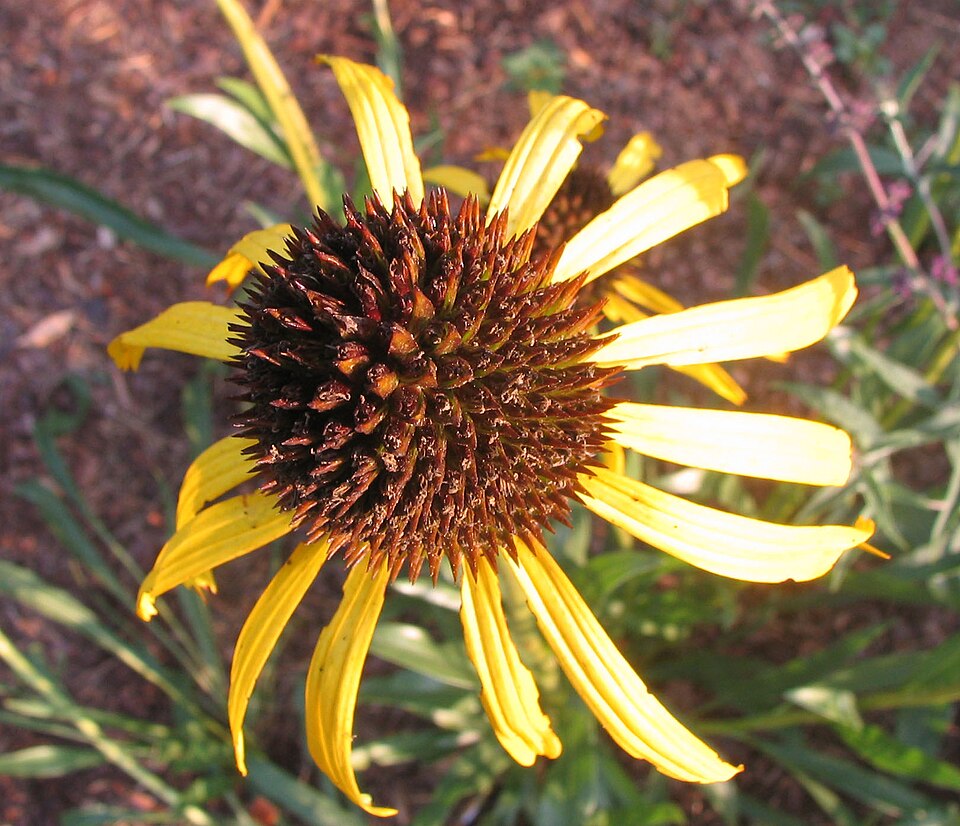 Echinacea paradoxa (Yellow Coneflower) (alternate view 6)
