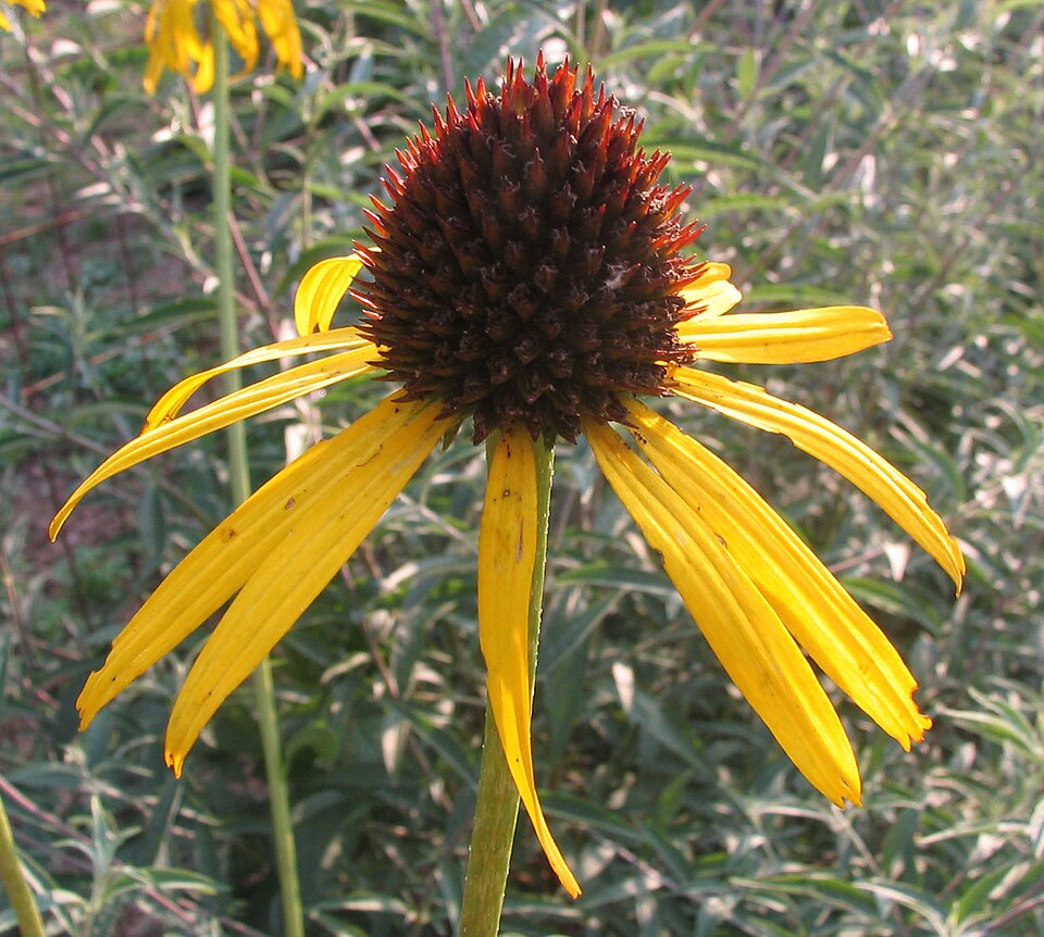 Echinacea paradoxa (Yellow Coneflower) (alternate view 7)