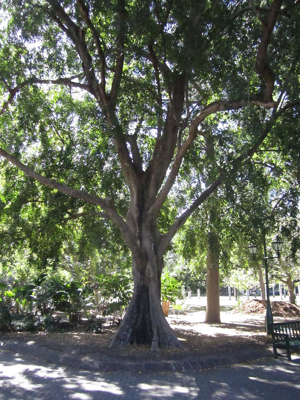 Ficus benjamina (Ficus Benjamina) (alternate view 11)
