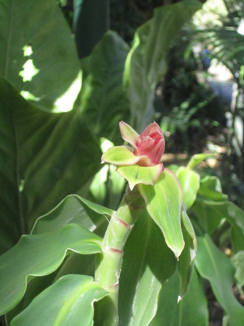 Costus (spiral gingers) (alternate view 5)