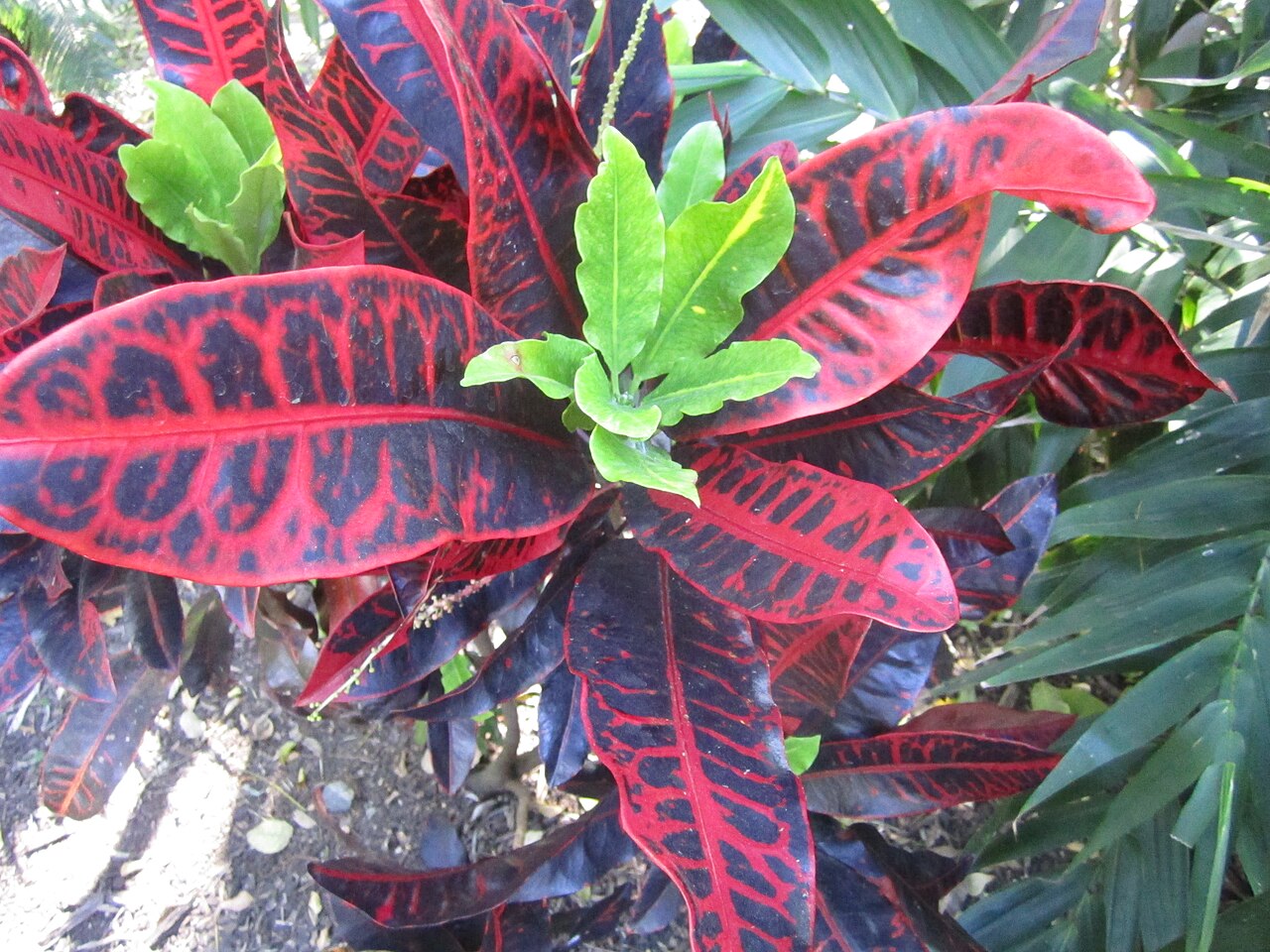 Codiaeum variegatum, Croton — upright evergreen (Euphorbiaceae) (image 6 of 10)