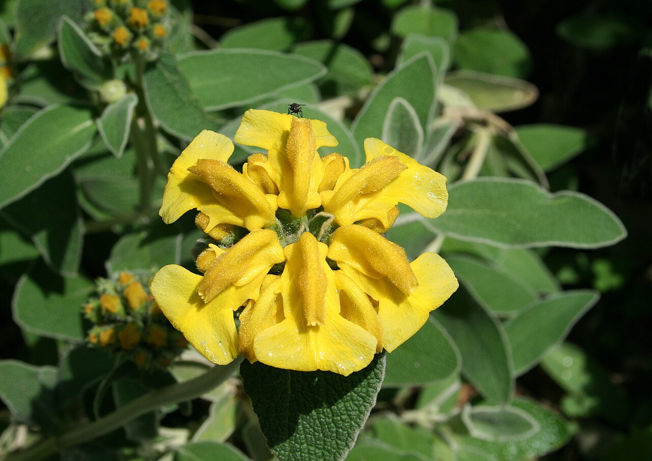 Phlomis fruticosa (Jerusalem Sage)
