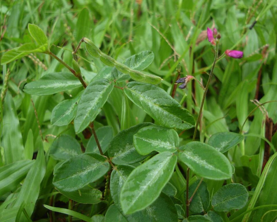 Desmodium incanum (creeping beggarweed) (alternate view 6)