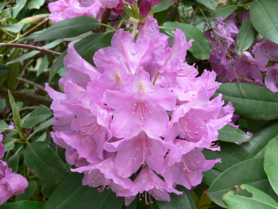 Rhododendron ponticum (Common Rhododendron) (alternate view 10)
