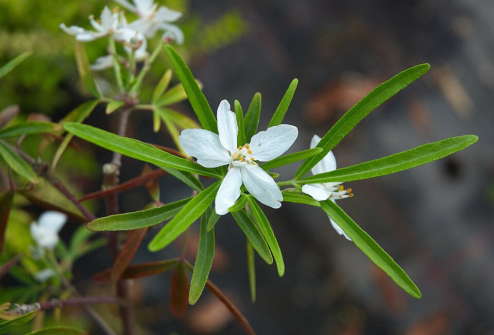 Choisya 'Aztec Pearl' (Mexican Orange Blossom)