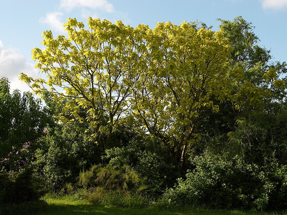 Catalpa bignonioides 'Aurea' (Golden Indian Bean Tree) (alternate view 3)