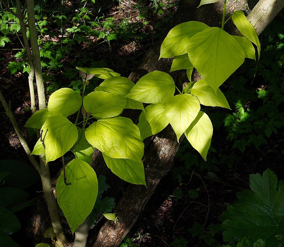 Catalpa bignonioides 'Aurea' (Golden Indian Bean Tree) (alternate view 4)